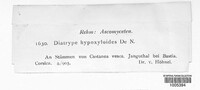 Diatrype hypoxyloides image